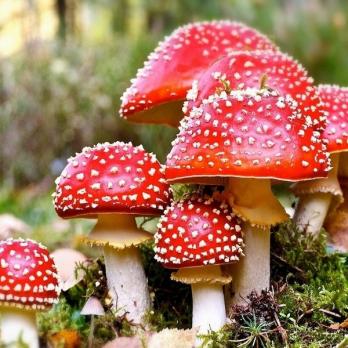 Топ 7 видов яда в грибах лесов Беларуси