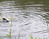 Фотографии интерьера Дом с террасой Пигасово