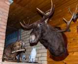 Фотографии интерьера Сауна с купелью Прилесье