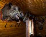 Фотографии интерьера Сауна с купелью Прилесье