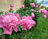 Летние фотографии Банкетная беседка Пряник