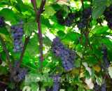 Летние фотографии Усадьба У Серафимыча