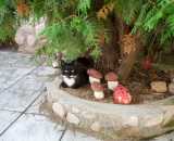 Летние фотографии Беседка У Серафимыча