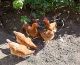 Летние фотографии Усадьба У Серафимыча