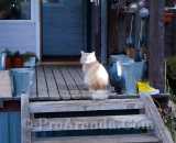 Летние фотографии Коттедж Уютное