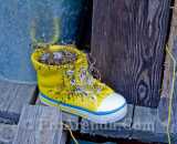 Летние фотографии Коттедж Уютное