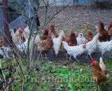 Летние фотографии Коттедж Уютное