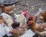 Летние фотографии Коттедж Уютное