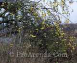 Летние фотографии Коттедж Уютное