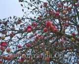 Летние фотографии Коттедж Уютное