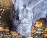 Летние фотографии Коттедж Уютное