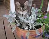 Летние фотографии Коттедж Уютное