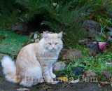 Летние фотографии Коттедж Уютное