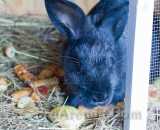 Летние фотографии Коттедж Уютное