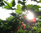 Летние фотографии Коттедж Уютное