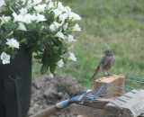 Летние фотографии Коттедж Уютное