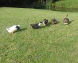 Фотографии территории Усадьба Пигасово