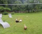 Фотографии территории Усадьба Пигасово