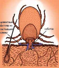 вопиюще кровососущий клещ